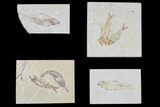 Lot: Green River Fossil Fish - Pieces #84118-2